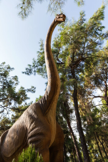 Hadde du egentlig fått med deg at brontosaurus egentlig ikke har vært regnet som en egen art på over hundre år? På bildet: en brachiosaurus. (Foto: Colourbox) Hadde du egentlig fått med deg at brontosaurus egentlig ikke har vært regnet som en egen art på over hundre år? På bildet: en brachiosaurus. (Foto: Colourbox)
