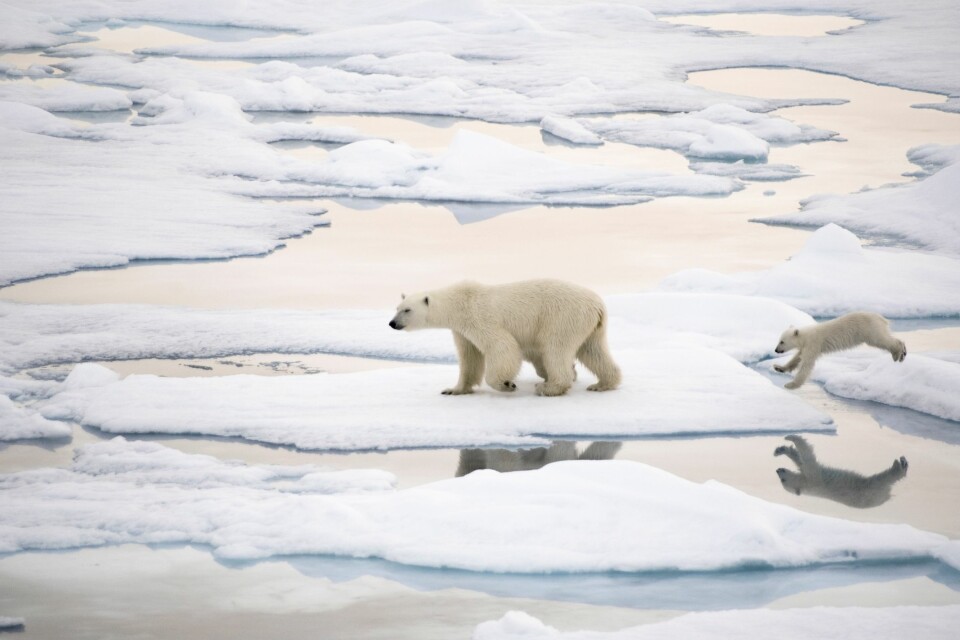 Det er mangel på havis som får isbjørnen til å trekke på land. Bjørnen trenger is for å jakte på sel. (Foto: Janne Schreuder, Norsk Polarinstitutt)