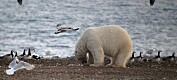 Isbjørnen bytter diett fra kjøtt til egg