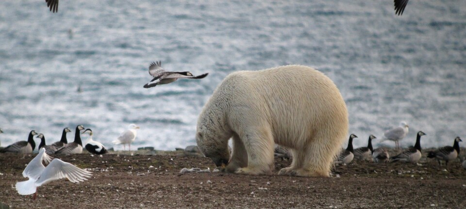 Isbjørnens eggplyndring er et godt eksempel på hvordan klimaendringer kan endre økosystemet i Arktis. (Foto: Jouke Prop, Arctic Centre, University of Groningen)
