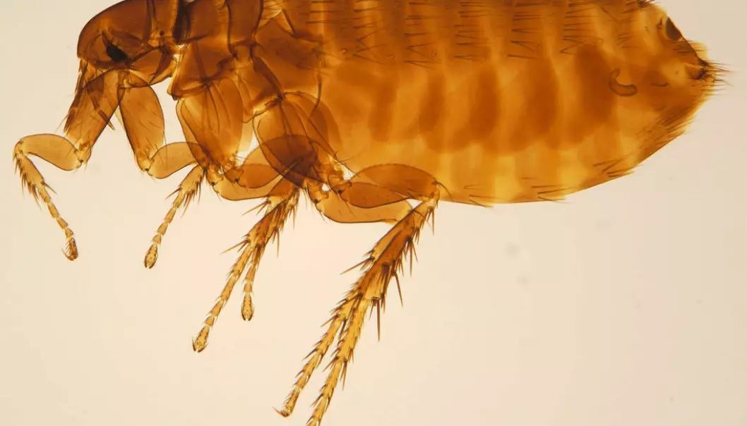 Fugleloppa Ceratophyllus gallinae er brunsvart, to–tre millimeter lang, og sammentrykt fra sidene slik at de seks bena synes å være festet på den ene siden av kroppen. (Foto: ZSM)