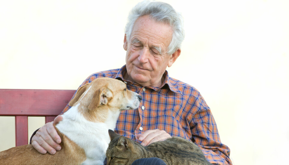 Hvis hunden eller katten bytter eier, kan minnet om den gamle eieren sitte i lenge. (Foto: Colourbox)