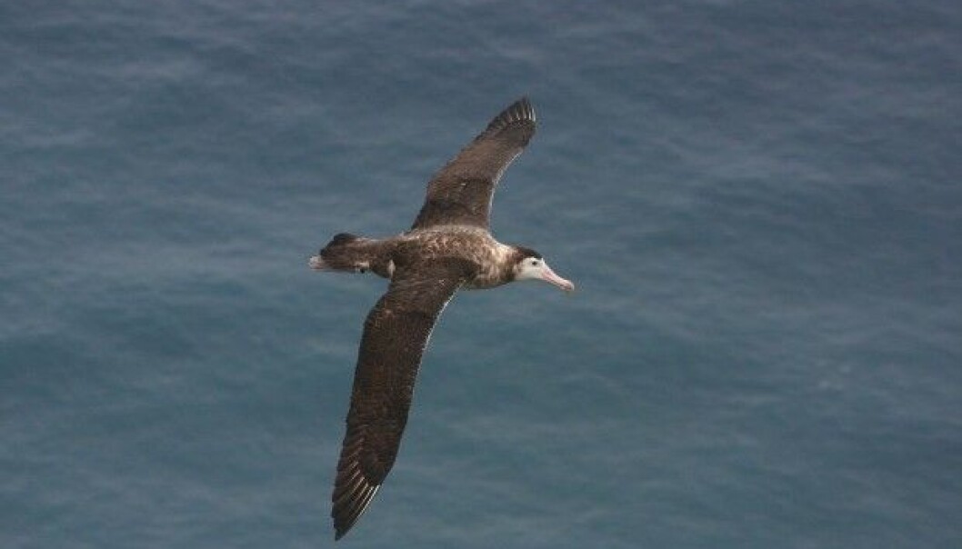 Det finnes bare noen få eksemplarer igjen av den store beltealbatrossen (Diomedea amsterdamensis). (Foto: Vincent Legendre) Det finnes bare noen få eksemplarer igjen av den store beltealbatrossen (Diomedea amsterdamensis). (Foto: Vincent Legendre)