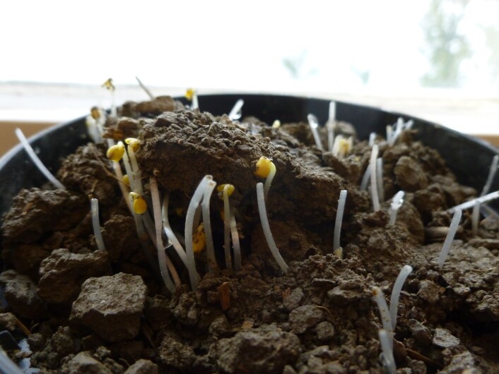 Utfordringa til dyrkerne begynner med frøet, derfor blir sådybde og sorter studert og utprøvd. (Foto: Unni Abrahamsen, Bioforsk) Utfordringa til dyrkerne begynner med frøet, derfor blir sådybde og sorter studert og utprøvd. (Foto: Unni Abrahamsen, Bioforsk)