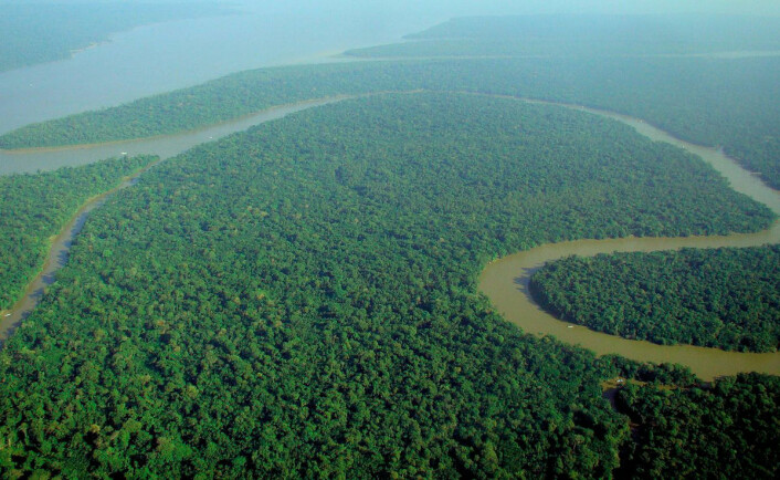Den tropiske regnskogen i Amazonas og Indonesia bidrar overlegent mest til å binde opp karbon. Derfor er det illevarslende at denne skogen ødelegges. Likevel blir mer karbon enn tidligere nå bundet i nordlige boreale skoger, tempererte skoger, savanner og andre grønne områder der veksten er bedre. (Foto: Lubasi, Creative Commons.)