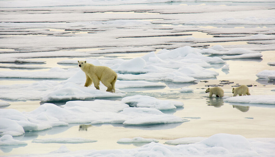 Barentshavet er rik på dyr, fugler og fisk. Det norsk-russiske miljøsamarbeidet har nå lansert forslag for å ta best mulig vare på naturmiljøet. (Foto: Ann Kristin Balto, Norsk Polarinstitutt) Barentshavet er rik på dyr, fugler og fisk. Det norsk-russiske miljøsamarbeidet har nå lansert forslag for å ta best mulig vare på naturmiljøet. (Foto: Ann Kristin Balto, Norsk Polarinstitutt)