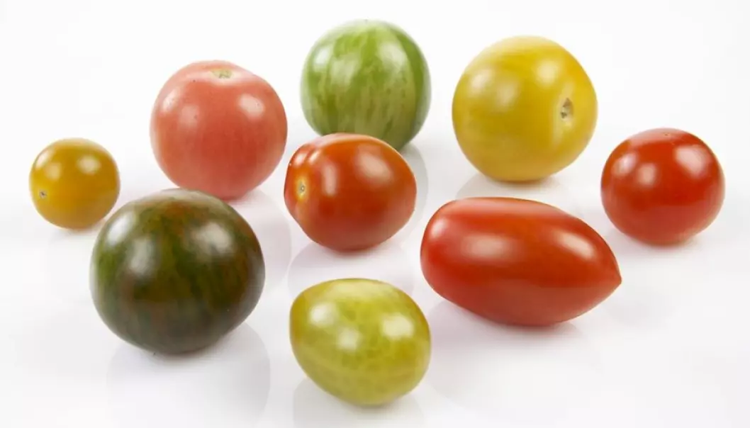 Da forskerne og produsentene forsto hvor sterke meninger forbrukerne hadde, så kom det flere tomatsorter i butikkene, og salget økte.  (Foto: Frukt.no)