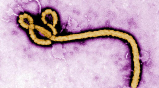 Ebolaviruset muterer ikke så fort som fryktet