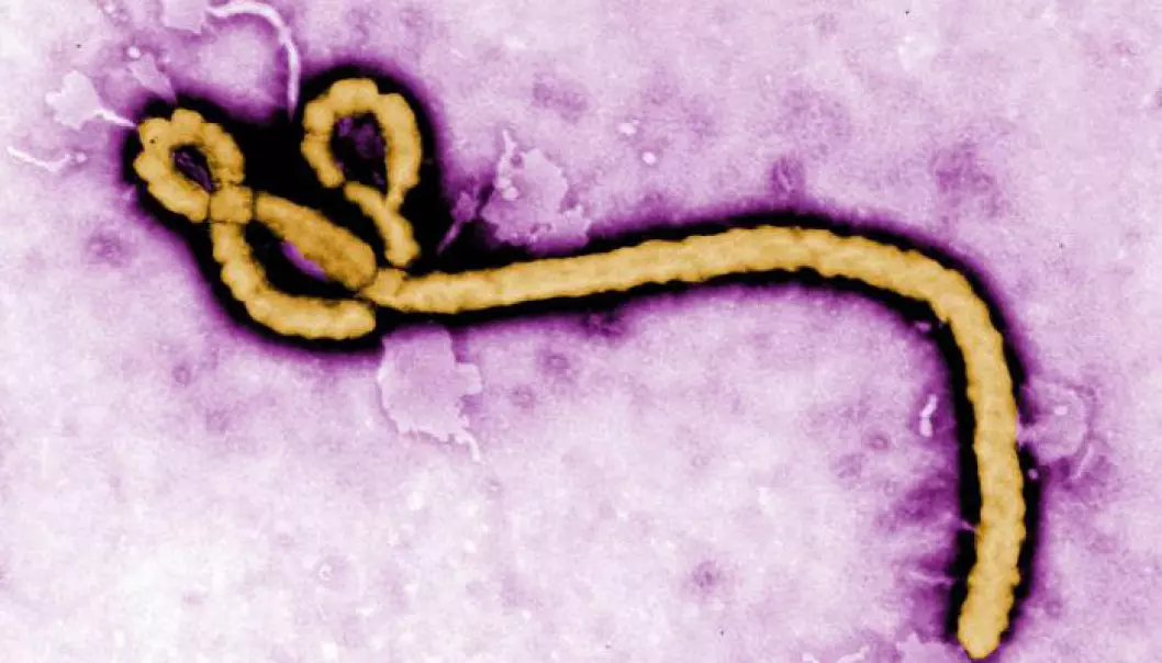 Ebolaviruset muterer ikke så fort som fryktet