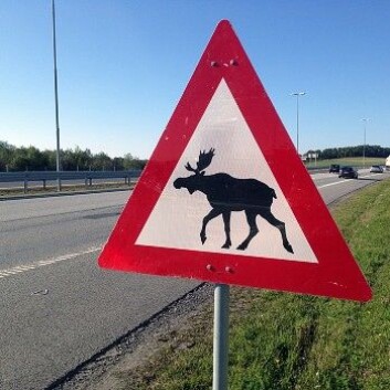 – Kjører du den samme elgskiltede veien hver dag uten å se elg, kan du fort miste respekten for fareskiltet, sier Helgar Sætermo i Statens vegvesen. (Foto: Christian Nygaard-Monsen, NRK) – Kjører du den samme elgskiltede veien hver dag uten å se elg, kan du fort miste respekten for fareskiltet, sier Helgar Sætermo i Statens vegvesen. (Foto: Christian Nygaard-Monsen, NRK)