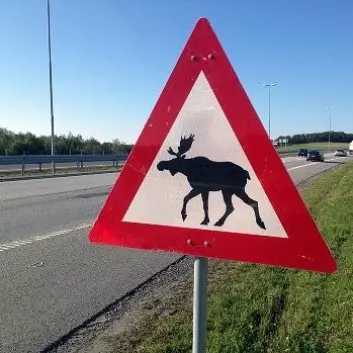 – Kjører du den samme elgskiltede veien hver dag uten å se elg, kan du fort miste respekten for fareskiltet, sier Helgar Sætermo i Statens vegvesen. (Foto: Christian Nygaard-Monsen, NRK)