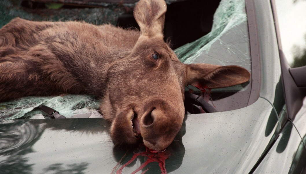Denne elgen måtte bøte med livet i møte med bil på riksvei 3 nord for Hurum i Hedmark. (Foto: Tore Sannum, NTB scanpix) Denne elgen måtte bøte med livet i møte med bil på riksvei 3 nord for Hurum i Hedmark. (Foto: Tore Sannum, NTB scanpix)