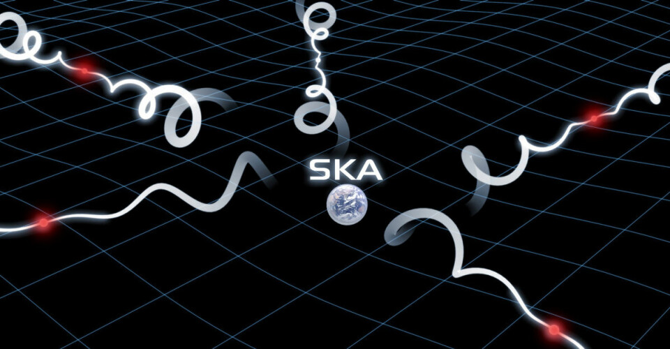 Gravitasjonsbølgene, tegnet som blått rutenett, glir som dønninger gjennom verdensrommet. Strålene (hvite spiraler) fra pulsarene, tegnet i rødt, blir litt forsinket eller framskyndet av tyngdekraftbølgene. Denne lille tidsforskjellen kan trolig måles av Square Kilometre Array, slik at gravitasjonsbølgene første gang kan påvises direkte. (Foto: (Illustrasjon: SKA Organisation/Swinburne Astronomy Productions, modifisert med rødfarge av forskning.no))