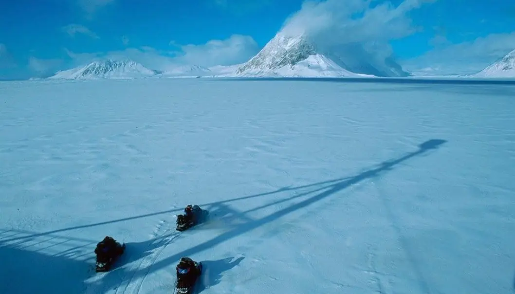 Forskere har undersøkt om snøskuterferdsel påvirker fjellrevens atferd. (Foto: Jon Aars, Norsk Polarinstitutt)