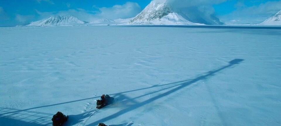 Forskere har undersøkt om snøskuterferdsel påvirker fjellrevens atferd. (Foto: Jon Aars, Norsk Polarinstitutt)