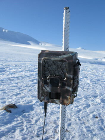 20 slike bokser ble satt opp på ulike steder på Nordenskiöld Land på Svalbard. (Foto: Eva Fuglei, Norsk Polarinstitutt) 20 slike bokser ble satt opp på ulike steder på Nordenskiöld Land på Svalbard. (Foto: Eva Fuglei, Norsk Polarinstitutt)