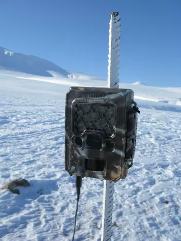 20 slike bokser ble satt opp på ulike steder på Nordenskiöld Land på Svalbard. (Foto: Eva Fuglei, Norsk Polarinstitutt)