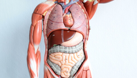 Organer kroppens INDRE ORGANER