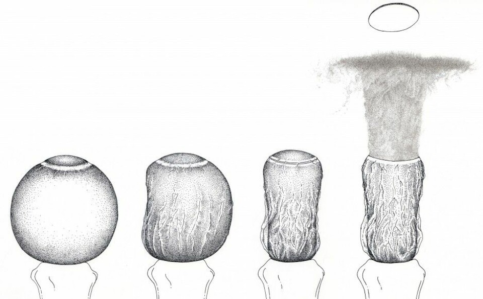 “Tegningen viser hvordan torvmose av arten Sphagnum affine endrer formen på kapslene sine fra rund til avlang. Deretter sprenger kapslene og sporene blir tatt av vinden. (Illustrasjon: Ann Kremers)”