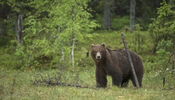 Færre bjørner i Norge