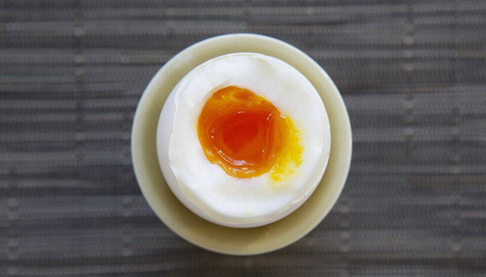 Egget er en kylling som ikke er puslet sammen ennå – riktig nok uten befruktning, ifølge ernæringsprofessor Birger Svihus.  (Foto: Erlend Aas, NTB Scanpix)