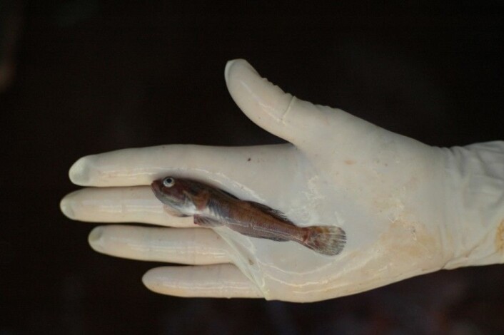 “Studiene viser at fisken slutter å puste på dagtid når den er nede på den giftige havbunnen, men at den fyller opp med luft nærmere overflaten om natten. (Foto: Kim E. Andreassen)” “Studiene viser at fisken slutter å puste på dagtid når den er nede på den giftige havbunnen, men at den fyller opp med luft nærmere overflaten om natten. (Foto: Kim E. Andreassen)”