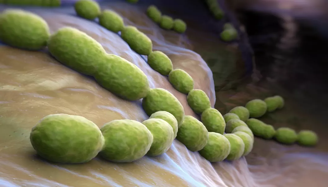Bakterien som stjeler DNA fra omgivelsene