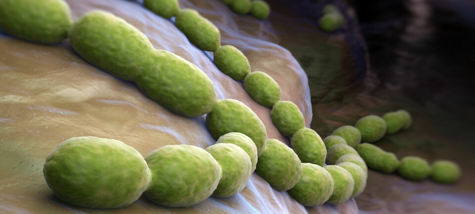 Streptococcus pneumoniae har en helt spesiell evne. Den kan plukke opp egenskaper den trenger ved å ta opp DNA fra omgivelsene. (Illustrasjon: Microstock)