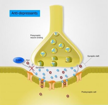 SSRI-preparatene påvirker mengden av serotonin i hjernen. (Foto: Shutterstock) SSRI-preparatene påvirker mengden av serotonin i hjernen. (Foto: Shutterstock)