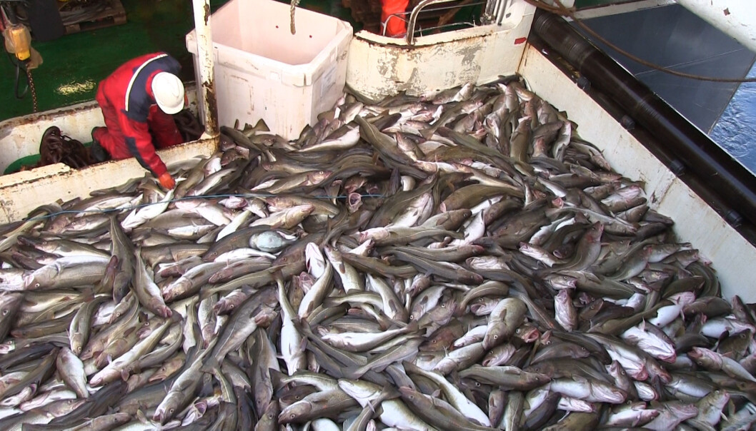 Tråldekket på forskningsfartøyet G.O. Sars er dekket av torsk etter at trålen er tatt opp. Dette er bare 5–6 tonn, mens en kommersiell fiskebåt kan fiske 15–20 tonn. (Foto: Lasse Biørnstad) Tråldekket på forskningsfartøyet G.O. Sars er dekket av torsk etter at trålen er tatt opp. Dette er bare 5–6 tonn, mens en kommersiell fiskebåt kan fiske 15–20 tonn. (Foto: Lasse Biørnstad)