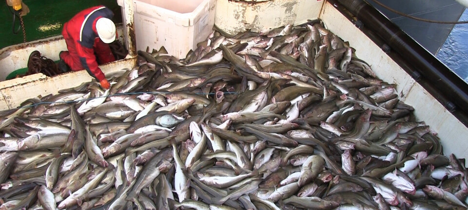 Tråldekket på forskningsfartøyet G.O. Sars er dekket av torsk etter at trålen er tatt opp. Dette er bare 5–6 tonn, mens en kommersiell fiskebåt kan fiske 15–20 tonn. (Foto: Lasse Biørnstad)
