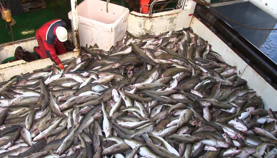 Tråldekket på forskningsfartøyet G.O. Sars er dekket av torsk etter at trålen er tatt opp. Dette er bare 5–6 tonn, mens en kommersiell fiskebåt kan fiske 15–20 tonn. (Foto: Lasse Biørnstad)
