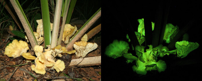 <i>Neonothopanus gardneri</i> ved foten av en palme i Gilbués, nord i Brasil. (Foto: Michele P. Verderane/IP-USP-2008) <i>Neonothopanus gardneri</i> ved foten av en palme i Gilbués, nord i Brasil. (Foto: Michele P. Verderane/IP-USP-2008)