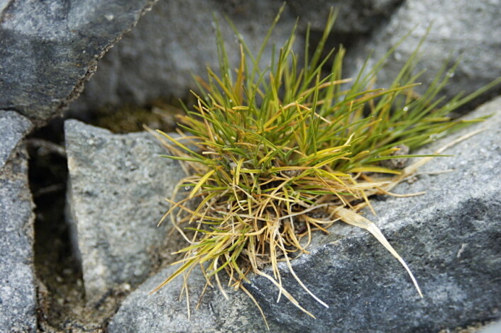 Gressarten <em>Deschampsia antarctica</em> lever i en evig vinter på Sydpolen. (Foto: Lomvi2, <a href="//creativecommons.org/licenses/by-sa/3.0/deed.no">Creative Commons</a>) Gressarten <em>Deschampsia antarctica</em> lever i en evig vinter på Sydpolen. (Foto: Lomvi2, <a href="//creativecommons.org/licenses/by-sa/3.0/deed.no">Creative Commons</a>)