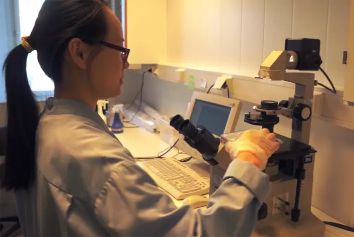 Kehan Yi har forbedret cellekulturene. Hun er masterstudent ved Norges miljø- og biovitenskapelige universitet (NMBU). Her forbereder hun mikroskopering av laksehjertecellene som lever og banker. (Foto: Fra video av Arnfinn Christensen)