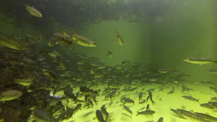 I slike tanker lever parr og smolt. Oppdrettere kan trene fisken i tanken, slik at den kommer i bedre form og tåler påkjenningene bedre når den skal ut i merder i sjøen. (Foto: Fra video av Sven Martin Jørgensen/Nofima) I slike tanker lever parr og smolt. Oppdrettere kan trene fisken i tanken, slik at den kommer i bedre form og tåler påkjenningene bedre når den skal ut i merder i sjøen. (Foto: Fra video av Sven Martin Jørgensen/Nofima)