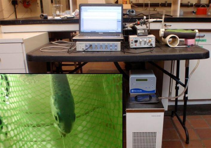 Med elektroder festet til fisken måles hjerterytmen for å finne ut hvor godt laksen tåler varme. (Foto: Harald Takle, Nofima) Med elektroder festet til fisken måles hjerterytmen for å finne ut hvor godt laksen tåler varme. (Foto: Harald Takle, Nofima)