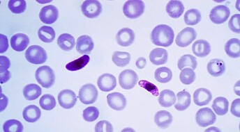 Har du blodtype O, er du meir beskytta mot malaria-død