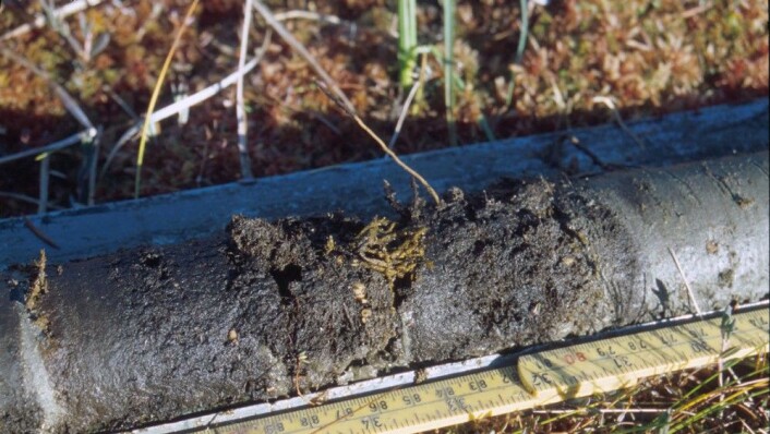 Etasjemosen veks ein avgrensa etasje i året. Storleiksforholdet mellom dei ulike etasjane på plantane gjorde det mogleg for forskarane å seie noko om når på året dei 8000 år gamle plantane vart rivne opp av flodbølgja. Storleiksforholdet er minst tidleg på våren, og størst seint på hausten. (Foto: Stein Bondevik) Etasjemosen veks ein avgrensa etasje i året. Storleiksforholdet mellom dei ulike etasjane på plantane gjorde det mogleg for forskarane å seie noko om når på året dei 8000 år gamle plantane vart rivne opp av flodbølgja. Storleiksforholdet er minst tidleg på våren, og størst seint på hausten. (Foto: Stein Bondevik)