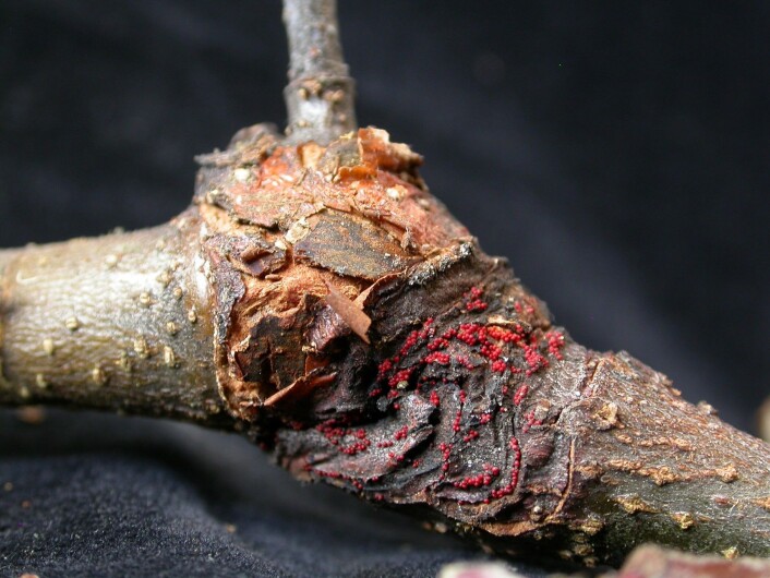 <em>Neonectria ditissima</em> på eplegrein. (Foto: Venche Talgø, Bioforsk) <em>Neonectria ditissima</em> på eplegrein. (Foto: Venche Talgø, Bioforsk)