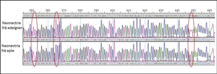 Del av DNA-strekkode for Neonectria frå edelgran og eple. Forskjeller i denne delen av strekkoden er ringa rundt med rødt. (Foto: (Illustrasjon: Bioforsk)) Del av DNA-strekkode for Neonectria frå edelgran og eple. Forskjeller i denne delen av strekkoden er ringa rundt med rødt. (Foto: (Illustrasjon: Bioforsk))