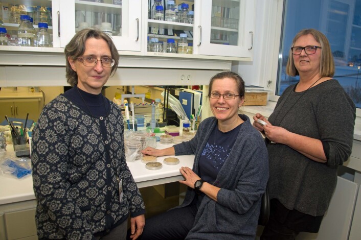 Mikroskopet og cellekulturane er til god hjelp, men strekkodar gjer jobben enda enklare og raskare for Maria Herrero (frå venstre), May Bente Brurberg og Venche Talgø. (Foto: Georg Mathisen) Mikroskopet og cellekulturane er til god hjelp, men strekkodar gjer jobben enda enklare og raskare for Maria Herrero (frå venstre), May Bente Brurberg og Venche Talgø. (Foto: Georg Mathisen)