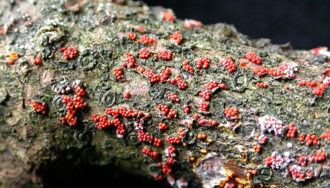 Soppen Neonectria neomacrospora på fjelledelgran. (Foto: Venche Talgø, Bioforsk) Soppen Neonectria neomacrospora på fjelledelgran. (Foto: Venche Talgø, Bioforsk)