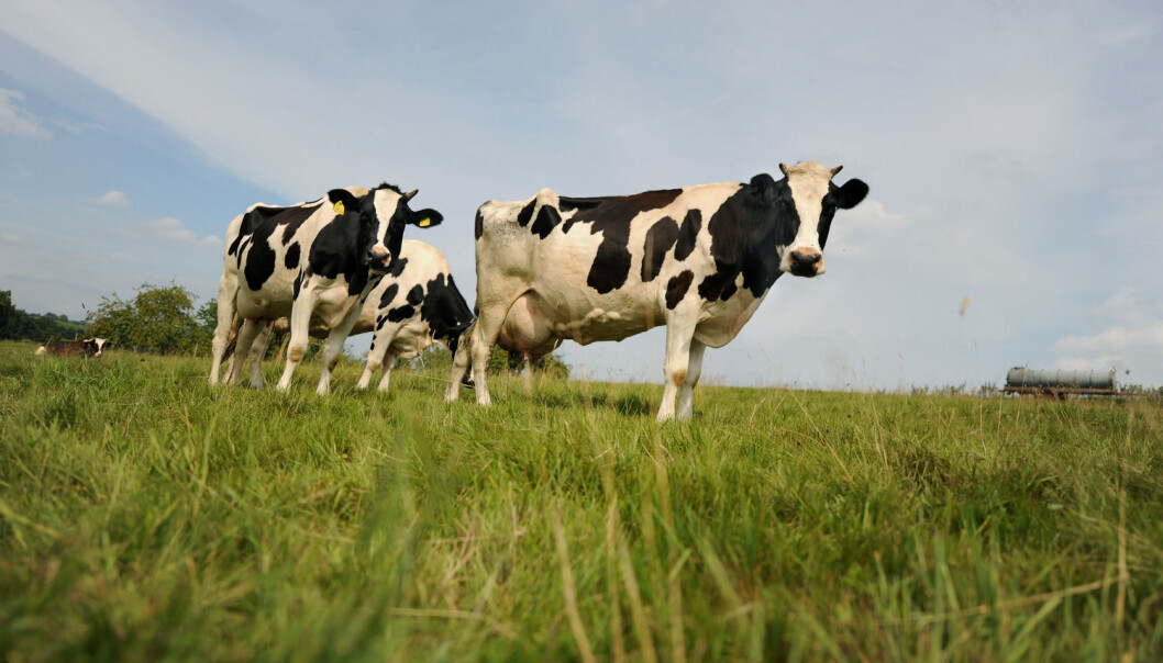 Studien viser at alderen på kua ikke har noe å si for innholdet av K2-vitamin i kjøttet. (Foto: Frank May, NTB scanpix) Studien viser at alderen på kua ikke har noe å si for innholdet av K2-vitamin i kjøttet. (Foto: Frank May, NTB scanpix)