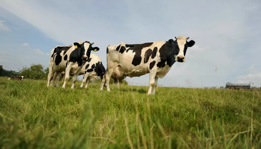 Studien viser at alderen på kua ikke har noe å si for innholdet av K2-vitamin i kjøttet. (Foto: Frank May, NTB scanpix)