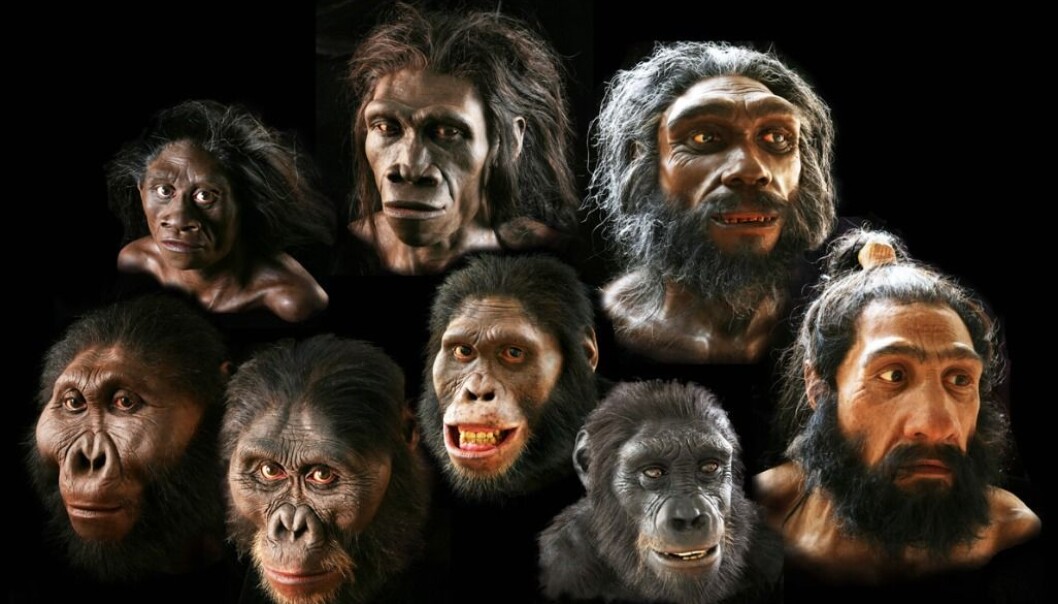 I dag finnes bare én art av menneskedyret. Selv om mange av slektningene våre lignet oss, så døde de alle ut. (Foto/montasje: Smithsonian's Human Origins Program) I dag finnes bare én art av menneskedyret. Selv om mange av slektningene våre lignet oss, så døde de alle ut. (Foto/montasje: Smithsonian's Human Origins Program)