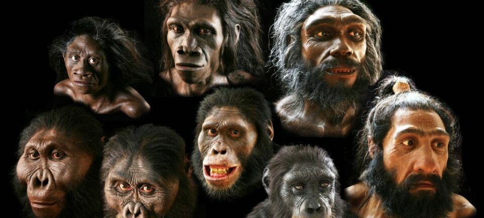 I dag finnes bare én art av menneskedyret. Selv om mange av slektningene våre lignet oss, så døde de alle ut. (Foto/montasje: Smithsonian's Human Origins Program)