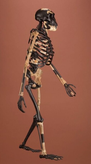 Lucy er et 3,2 millioner år gammelt fossil funnet bare 30 kilometer fra der hvor LD 350-1 nylig ble funnet. Lucy var en Australopithecus som både kunne stå oppreist på bakken og klatre i trær ved hjelp av lange, ape-lignende armer og fingre. Lucy kunne dermed mestre både skoglandskap og gressletter. LD 350-1 er så langt bare en 2,8 millioner år gammel underkjeve. Men tennene i denne underkjeven ligner mer på våre tenner enn på Lucys tenner. Noe må ha hendt i løpet av relativt kort tid. (Foto: Smithsonian) Lucy er et 3,2 millioner år gammelt fossil funnet bare 30 kilometer fra der hvor LD 350-1 nylig ble funnet. Lucy var en Australopithecus som både kunne stå oppreist på bakken og klatre i trær ved hjelp av lange, ape-lignende armer og fingre. Lucy kunne dermed mestre både skoglandskap og gressletter. LD 350-1 er så langt bare en 2,8 millioner år gammel underkjeve. Men tennene i denne underkjeven ligner mer på våre tenner enn på Lucys tenner. Noe må ha hendt i løpet av relativt kort tid. (Foto: Smithsonian)