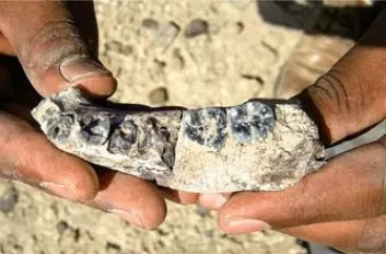 Disse tennene er antakelig det eldste mennesket som er funnet til nå. Underkjeven som studenten Chalachew Seyoum oppdaget i et øde område av Etiopia for to år siden, gjør mennesket en halv million år eldre enn vi har trodd til nå. Funnet ble offentliggjort i tidsskriftet Science denne uken.  (Foto: Kaye Reed)