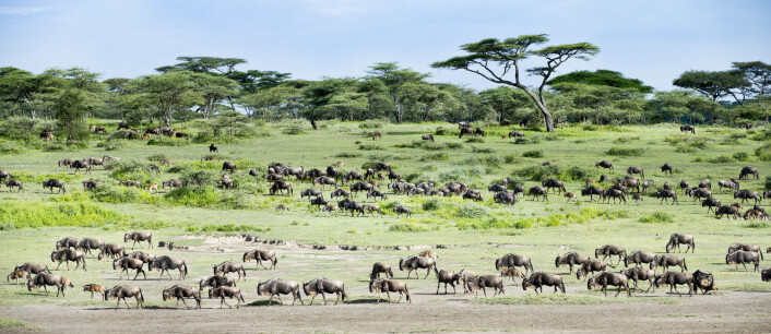 I et åpent landskap som ligner dette – nasjonalparken Serengeti i Tanzania – blir det en klar fordel for fortidsmennesket å kunne gå oppreist på to bein og å ha en stor hjerne. (Foto: Nature Picture Library/NTBscanpix) I et åpent landskap som ligner dette – nasjonalparken Serengeti i Tanzania – blir det en klar fordel for fortidsmennesket å kunne gå oppreist på to bein og å ha en stor hjerne. (Foto: Nature Picture Library/NTBscanpix)